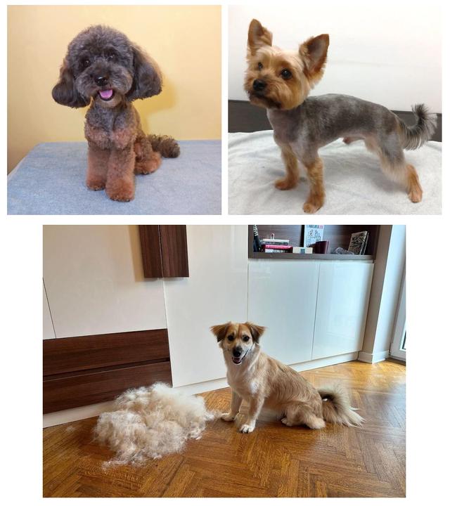 Natalia Groomer